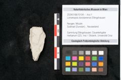 Foto (Objekt + Etikett) von Lomariopsis dunstanensis Ettingshausen (NHMW-GEO-2024-0188-10104)